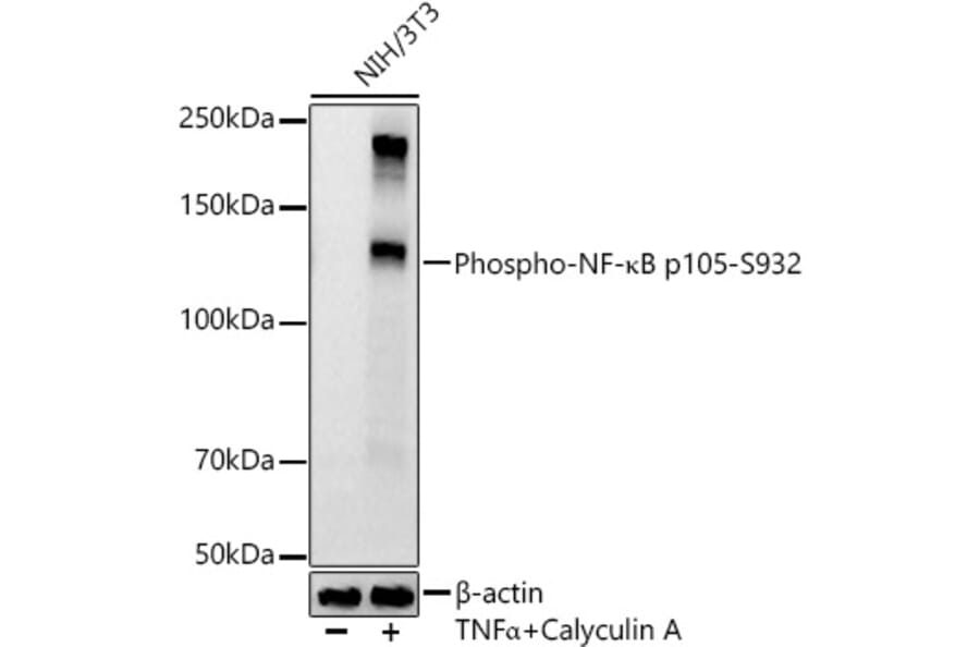 Western Blot - Anti-NFkB p105 (phospho Ser932) Antibody [ARC55043] (A305816) - Antibodies.com