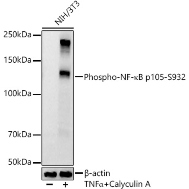 Western Blot - Anti-NFkB p105 (phospho Ser932) Antibody [ARC55043] (A305816) - Antibodies.com