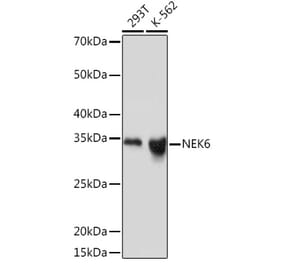 Western Blot - Anti-NEK6 Antibody [ARC2034] (A305818) - Antibodies.com