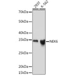 Western Blot - Anti-NEK6 Antibody [ARC2034] (A305818) - Antibodies.com