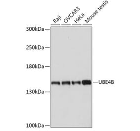 Western Blot - Anti-UBE4B Antibody (A305823) - Antibodies.com