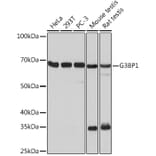 Western Blot - Anti-G3BP Antibody [ARC0875] (A305824) - Antibodies.com