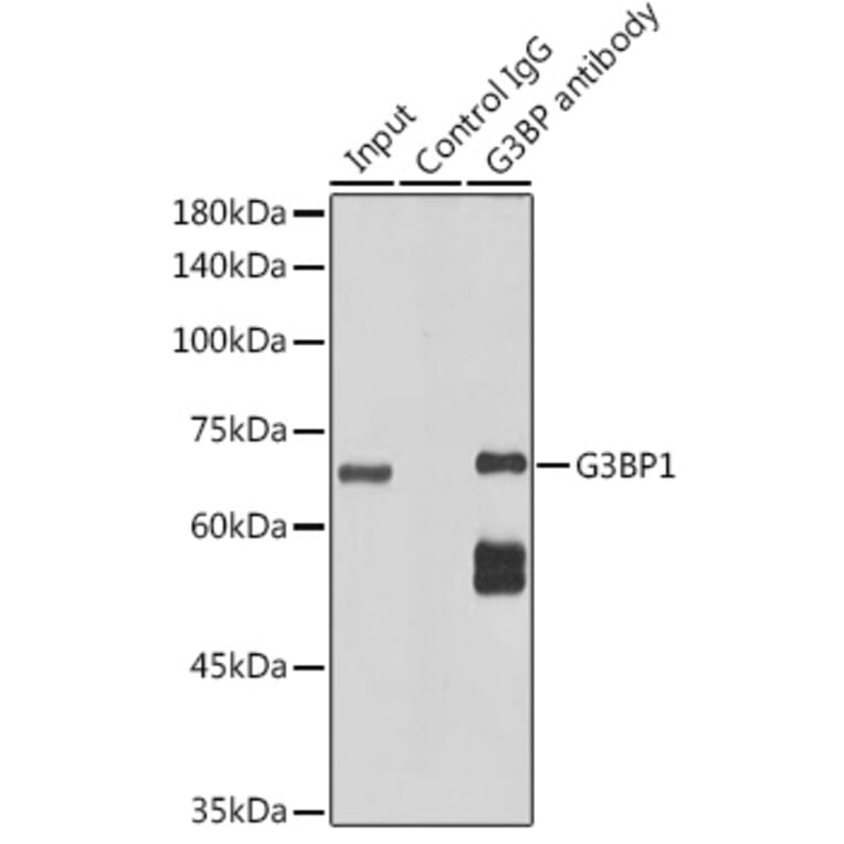 Western Blot - Anti-G3BP Antibody [ARC0875] (A305824) - Antibodies.com
