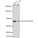 Western Blot - Anti-U2AF65 Antibody [ARC1029] (A305827) - Antibodies.com