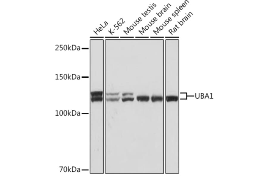 Western Blot - Anti-E1 Ubiquitin Activating Enzyme 1/UBA1 Antibody [ARC1493] (A305829) - Antibodies.com