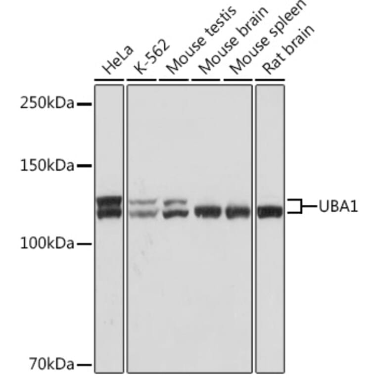 Western Blot - Anti-E1 Ubiquitin Activating Enzyme 1/UBA1 Antibody [ARC1493] (A305829) - Antibodies.com