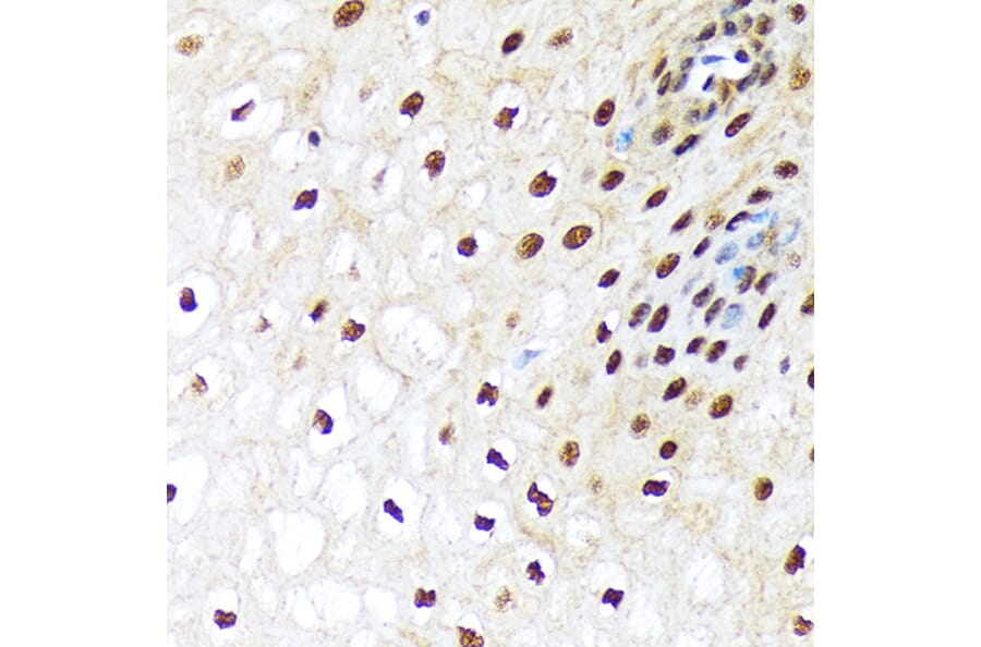 Immunohistochemistry - Anti-E1 Ubiquitin Activating Enzyme 1/UBA1 Antibody [ARC1493] (A305829) - Antibodies.com
