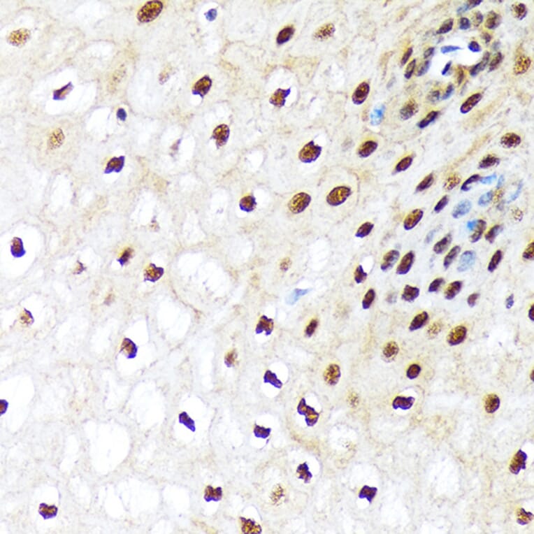 Immunohistochemistry - Anti-E1 Ubiquitin Activating Enzyme 1/UBA1 Antibody [ARC1493] (A305829) - Antibodies.com