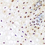 Immunohistochemistry - Anti-E1 Ubiquitin Activating Enzyme 1/UBA1 Antibody [ARC1493] (A305829) - Antibodies.com