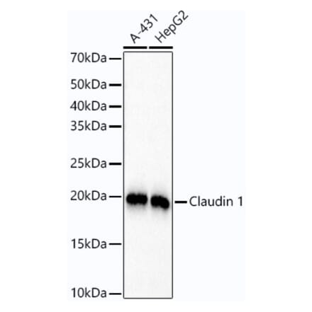 Western Blot - Anti-Claudin 1 Antibody [ARC54475] (A305830) - Antibodies.com