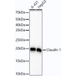 Western Blot - Anti-Claudin 1 Antibody [ARC54475] (A305830) - Antibodies.com