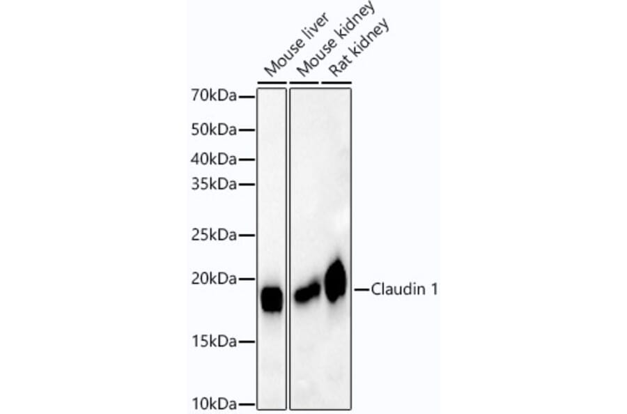 Western Blot - Anti-Claudin 1 Antibody [ARC54475] (A305830) - Antibodies.com