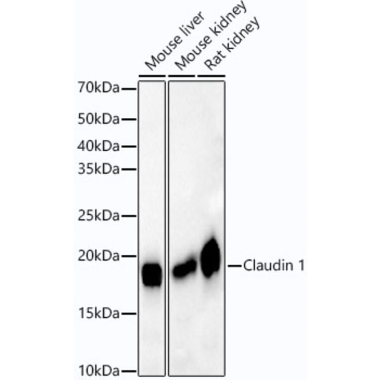 Western Blot - Anti-Claudin 1 Antibody [ARC54475] (A305830) - Antibodies.com
