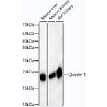 Western Blot - Anti-Claudin 1 Antibody [ARC54475] (A305830) - Antibodies.com