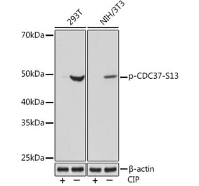 Western Blot - Anti-Cdc37 (phospho Ser13) Antibody [ARC1602] (A305832) - Antibodies.com