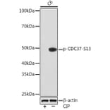 Western Blot - Anti-Cdc37 (phospho Ser13) Antibody [ARC1602] (A305832) - Antibodies.com