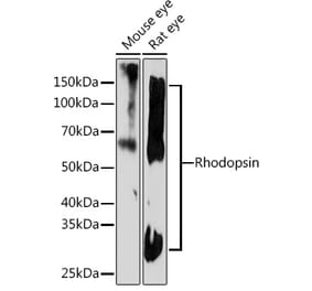Western Blot - Anti-Rhodopsin Antibody [ARC1818] (A305833) - Antibodies.com