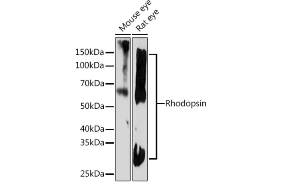 Western Blot - Anti-Rhodopsin Antibody [ARC1818] (A305833) - Antibodies.com
