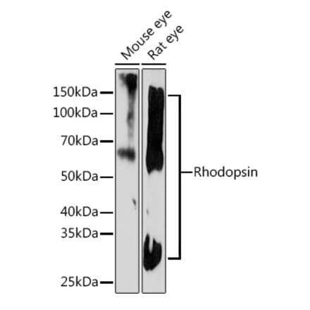Western Blot - Anti-Rhodopsin Antibody [ARC1818] (A305833) - Antibodies.com