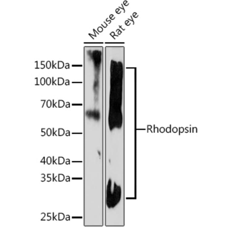 Western Blot - Anti-Rhodopsin Antibody [ARC1818] (A305833) - Antibodies.com