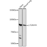 Western Blot - Anti-gamma Catenin Antibody [ARC0909] (A305834) - Antibodies.com