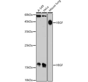 Western Blot - Anti-VEGFA Antibody (A305836) - Antibodies.com