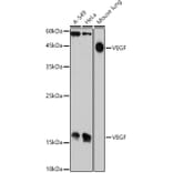 Western Blot - Anti-VEGFA Antibody (A305836) - Antibodies.com