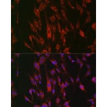 Immunofluorescence - Anti-Eph receptor A3 + Eph Receptor A4 + Eph Receptor A5 Antibody (A305837) - Antibodies.com