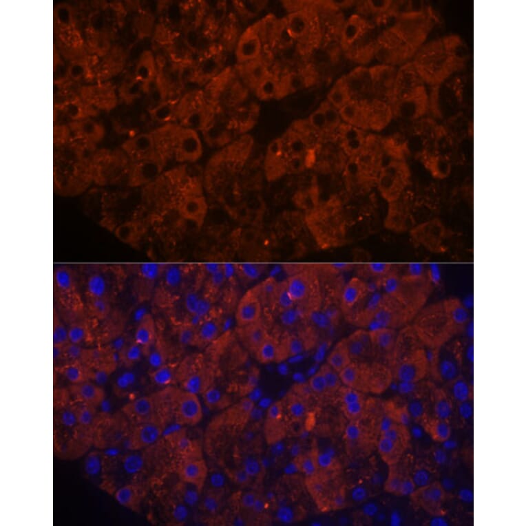 Immunofluorescence - Anti-PNLIPRP1 Antibody (A305839) - Antibodies.com