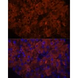 Immunofluorescence - Anti-PNLIPRP1 Antibody (A305839) - Antibodies.com