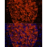 Immunofluorescence - Anti-PNLIPRP1 Antibody (A305839) - Antibodies.com
