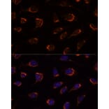 Immunofluorescence - Anti-PDHA1 Antibody (A305843) - Antibodies.com