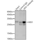 Western Blot - Anti-Hes1 Antibody [ARC0513] (A305844) - Antibodies.com