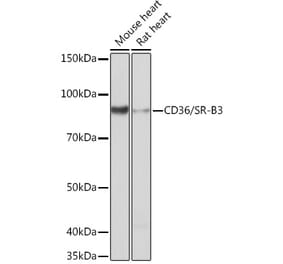 Western Blot - Anti-CD36 Antibody [ARC0461] (A305845) - Antibodies.com