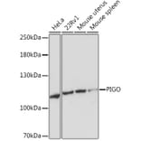 Western Blot - Anti-PIGO Antibody (A305846) - Antibodies.com