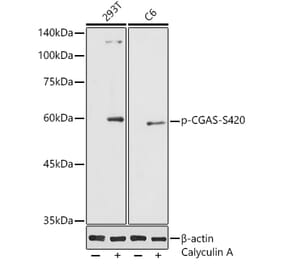 Western Blot - Anti-cGAS (phospho Ser420) Antibody (A305847) - Antibodies.com