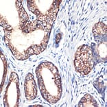 Immunohistochemistry - Anti-Arg2 Antibody [ARC2391] (A305851) - Antibodies.com