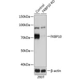 Western Blot - Anti-FKBP10 Antibody (A305852) - Antibodies.com