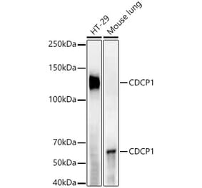 Western Blot - Anti-CDCP1 Antibody [ARC55517] (A305857) - Antibodies.com
