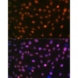 Immunofluorescence - Anti-Mad2L2/REV7 Antibody [ARC1126] (A305858) - Antibodies.com