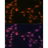 Immunofluorescence - Anti-Mad2L2/REV7 Antibody [ARC1126] (A305858) - Antibodies.com