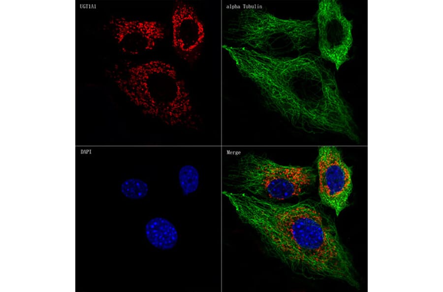 Immunofluorescence - Anti-UGT1A1 Antibody [ARC57750] (A305860) - Antibodies.com