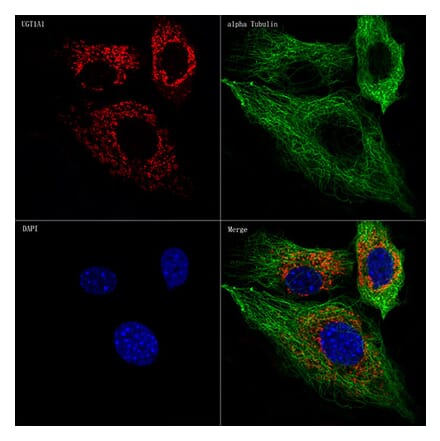 Immunofluorescence - Anti-UGT1A1 Antibody [ARC57750] (A305860) - Antibodies.com