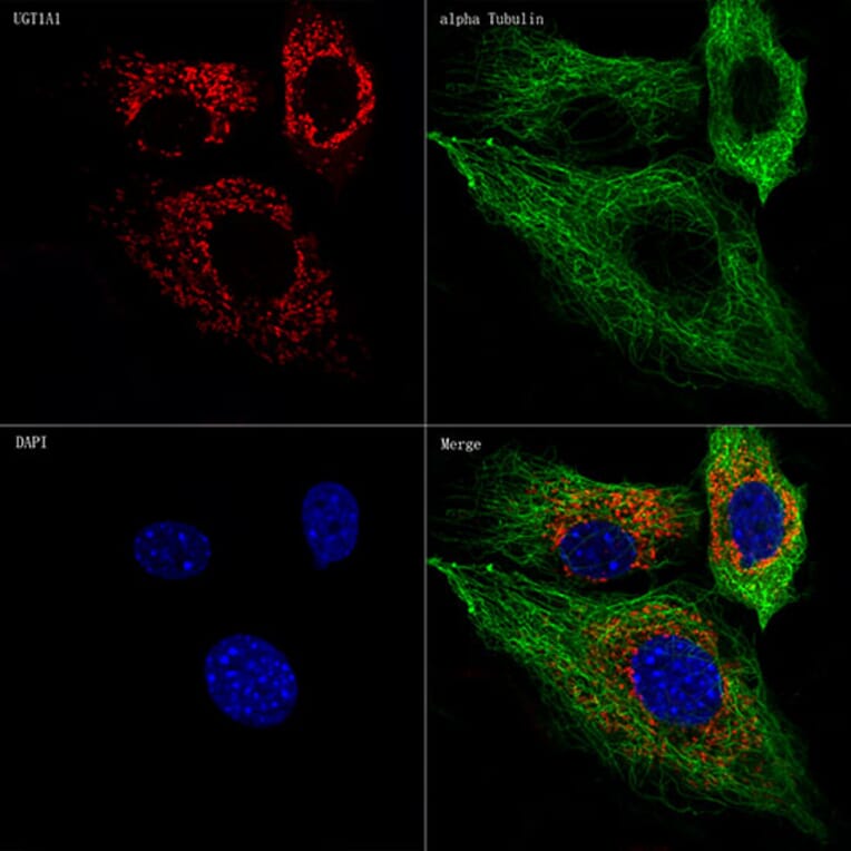 Immunofluorescence - Anti-UGT1A1 Antibody [ARC57750] (A305860) - Antibodies.com