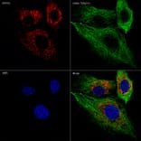 Immunofluorescence - Anti-UGT1A1 Antibody [ARC57750] (A305860) - Antibodies.com