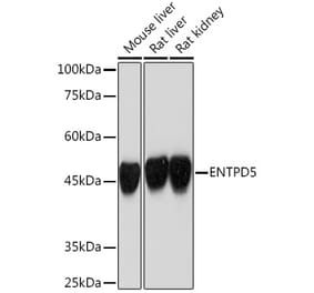 Western Blot - Anti-ENTPD5 Antibody [ARC2210] (A305861) - Antibodies.com