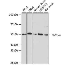 Western Blot - Anti-HDAC3 Antibody [ARC0016] (A305863) - Antibodies.com