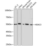 Western Blot - Anti-HDAC3 Antibody [ARC0016] (A305863) - Antibodies.com