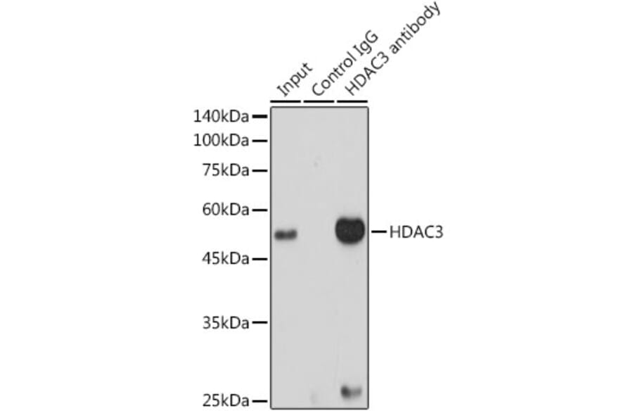 Western Blot - Anti-HDAC3 Antibody [ARC0016] (A305863) - Antibodies.com