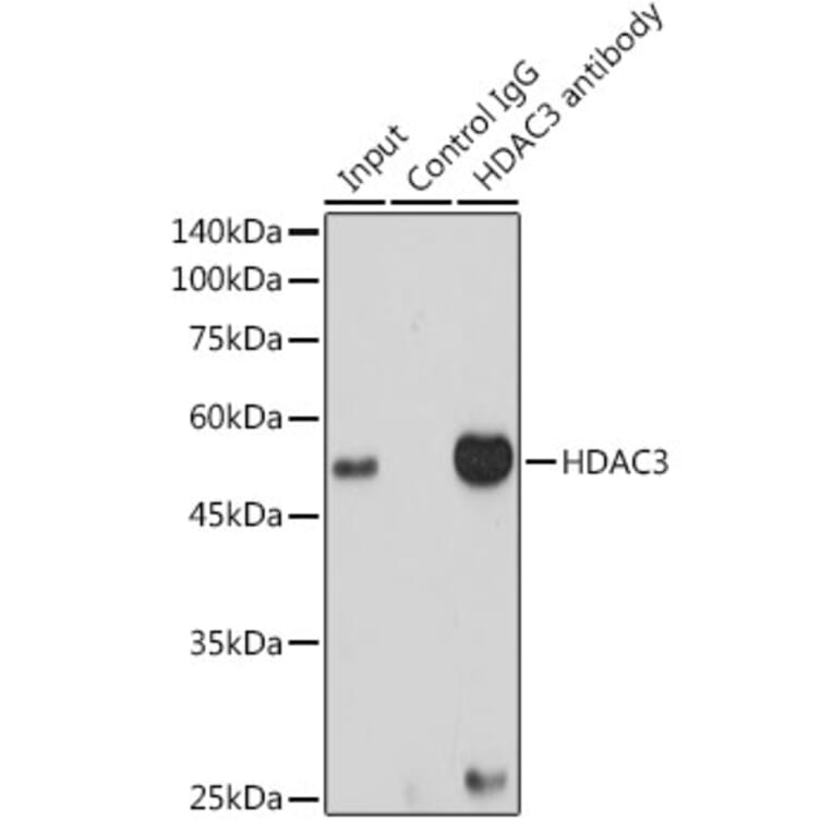 Western Blot - Anti-HDAC3 Antibody [ARC0016] (A305863) - Antibodies.com